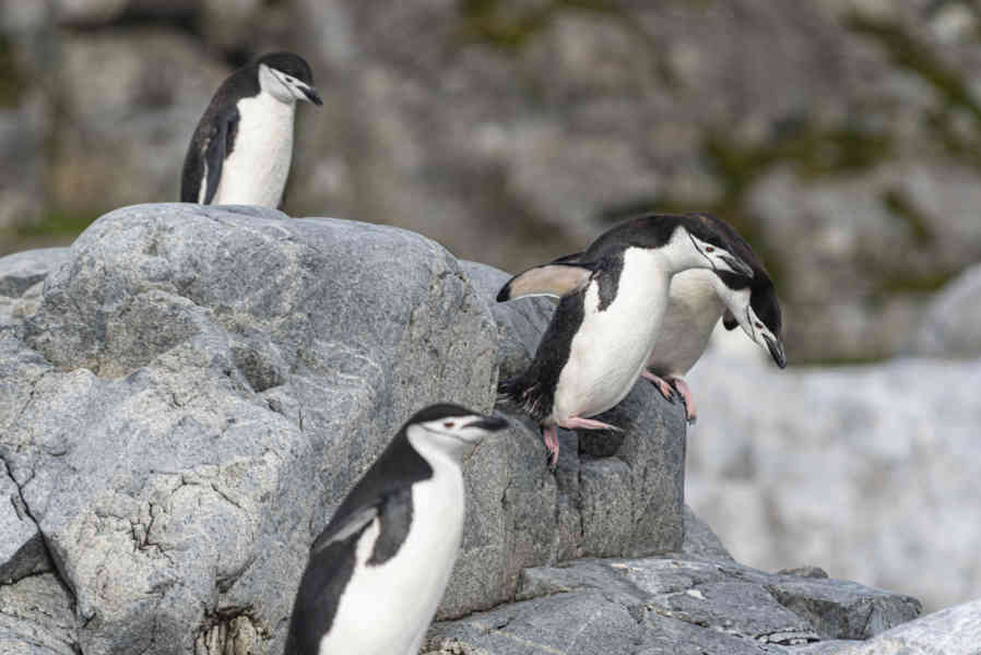 Pingüino Chinstrap - Antártida 08.jpg